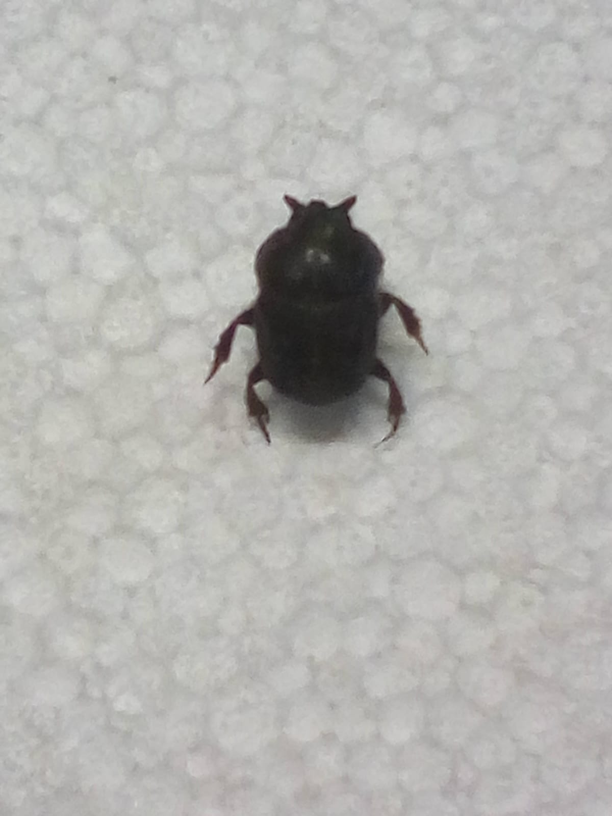 Scarabeidae: Bubas bison